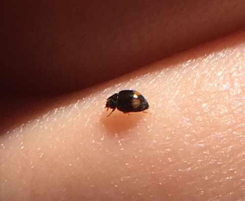 Tiny Lady Beetle photo 3