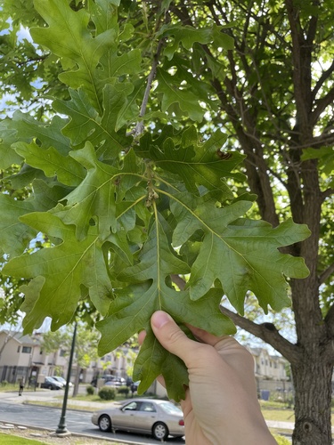 Quercus gambelii × macrocarpa
