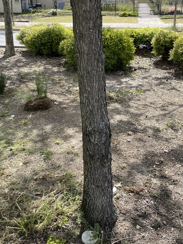 Quercus gambelii × macrocarpa