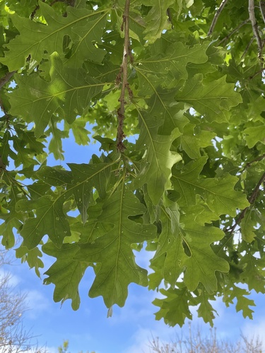 Quercus gambelii × macrocarpa