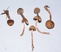 Psathyrella carinthiaca