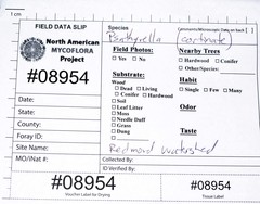 Psathyrella carinthiaca