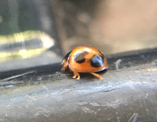 Exochomus marginipennis photo 2