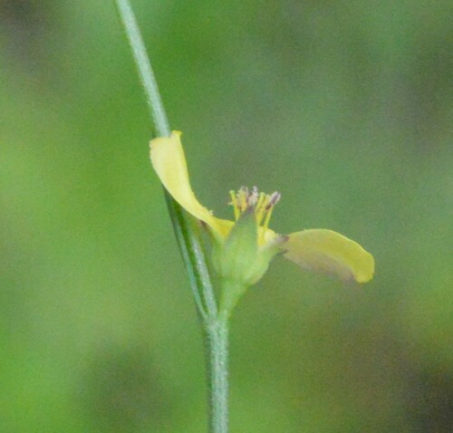 Image of Linum medium by (c) Dan Johnson, some rights reserved (CC BY)
