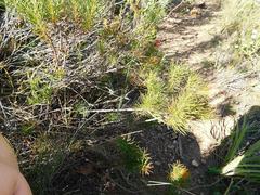 Protea subulifolia