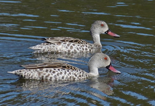 Canard du Cap