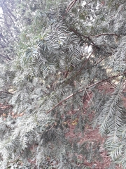 Taxus baccata