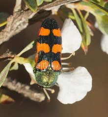 Castiarina vegeta