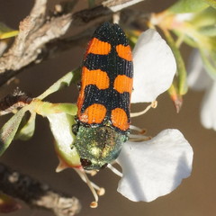 Castiarina vegeta