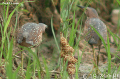 Ixobrychus eurhythmus