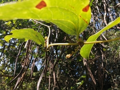 Smilax anceps image