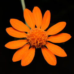 Adenophyllum speciosum