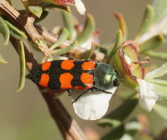 Castiarina vegeta