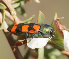 Castiarina vegeta