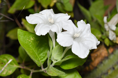 Ruellia leucantha