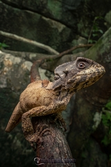 Hernandez's Helmeted Basilisk photo 5