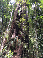 Metrosideros robusta