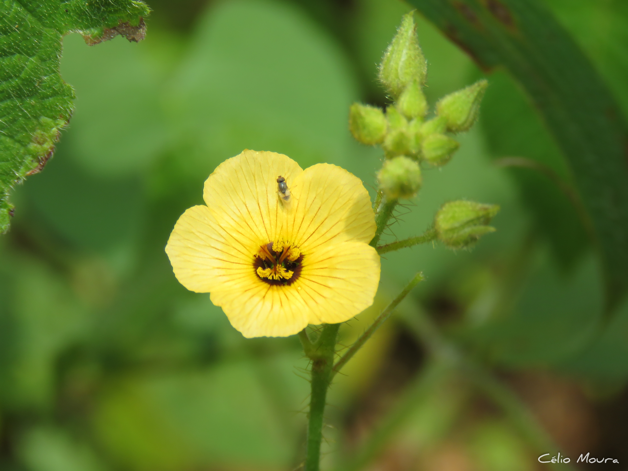 Piriqueta racemosa