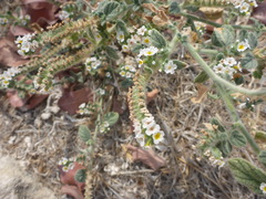 Heliotropium hirsutissimum