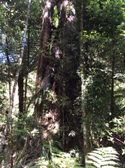 Metrosideros robusta