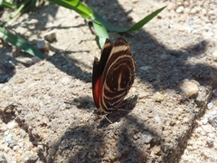 Callicore texa loxicha