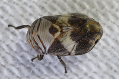 Clastoptera arizonana