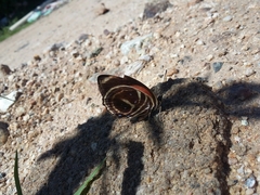 Callicore texa loxicha