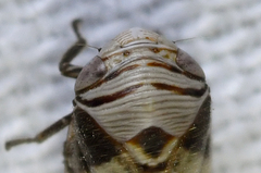 Clastoptera arizonana