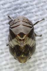 Clastoptera arizonana