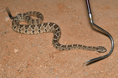 Crotalus enyo
