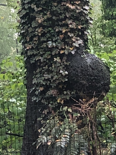 Agrobacterium radiobacter nuotrauka