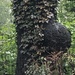 Tumor del Cuello - Photo (c) Susan J. Hewitt, algunos derechos reservados (CC BY-NC), subido por Susan J. Hewitt