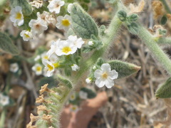 Heliotropium hirsutissimum