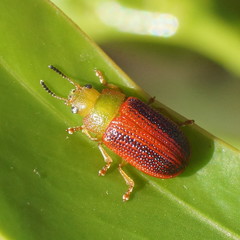 Calomela satelles