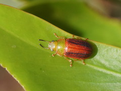Calomela satelles