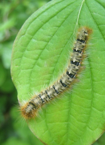 Lasiocampa quercus quercus