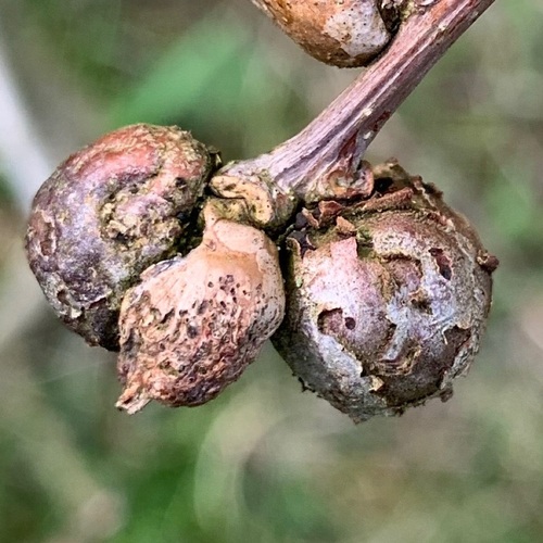 Cola Nut Gall Wasp, Amsterdam Nieuw-West, Amsterdam, Nederland, photo 7 of 10