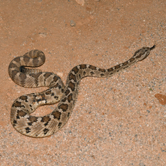 Crotalus enyo