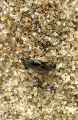 Geocoris pallidipennis