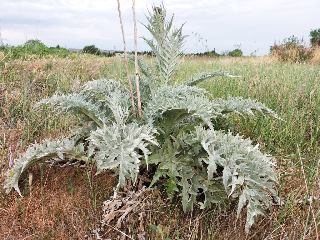 Cardoon