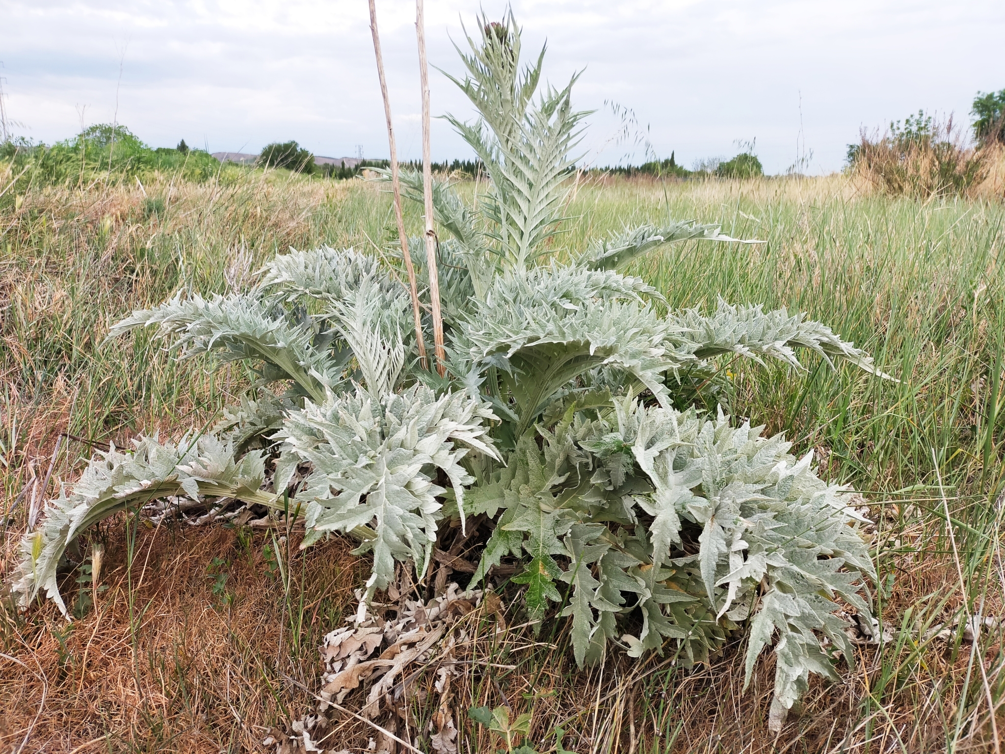 Cynara cardunculus