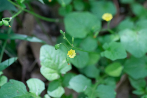 Image of Lapsanastrum humile by (c) WATANABE Hitoshi 渡辺仁, some rights reserved (CC BY)