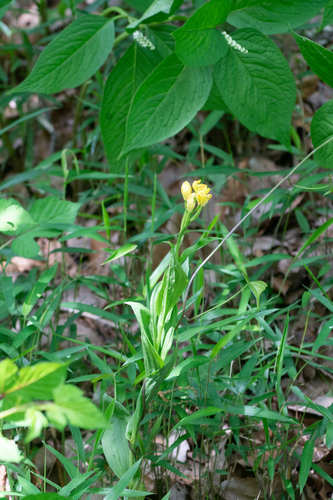 Cephalanthera falcata (Cephalanthera falcata)