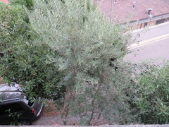 Olea europaea