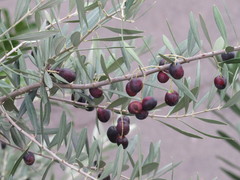 Olea europaea