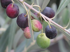 Olea europaea