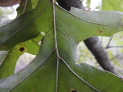Quercus texana
