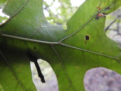 Quercus texana