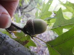 Quercus texana