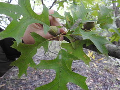 Quercus texana